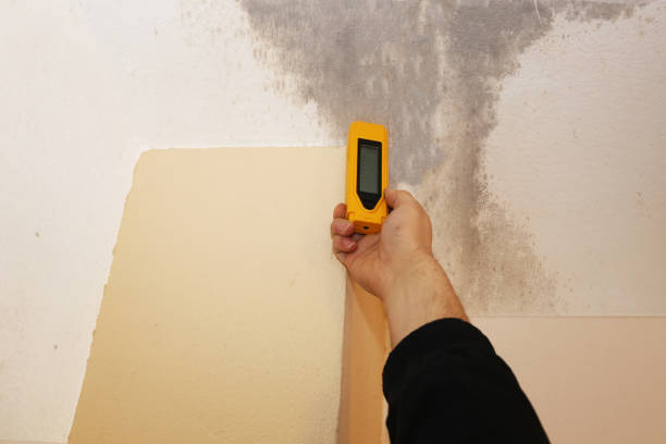 Trusted Chambersburg, PA Mold Removal Experts